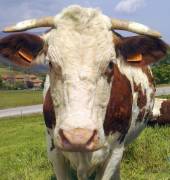 Vache-3.jpg