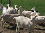 Les chèvres de Burdignes
